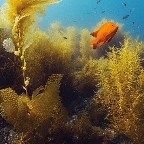 Underwater Naturalist